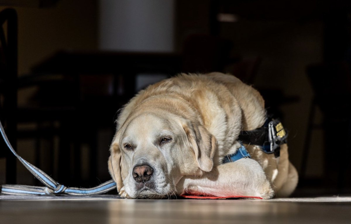 Wake me up when all my friends are back in town.

#wheresryderwednesday #visitationtherapydog <a href="/WVURyder/">Ryder</a> <a href="/HeartsofGoldWV/">Hearts of Gold WV</a>