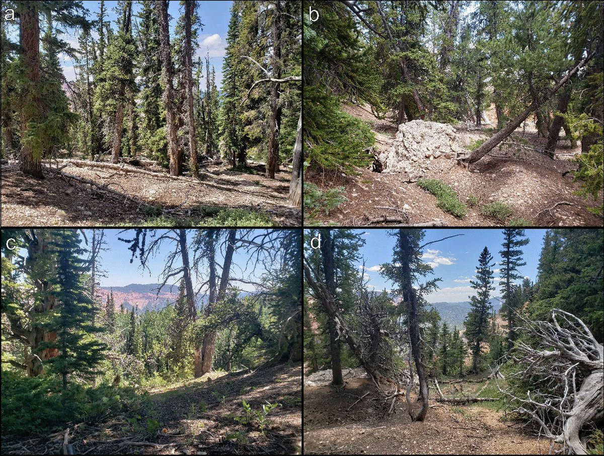 karst_justine's tweet photo. 'Large-diameter trees and deadwood correspond with belowground ectomycorrhizal fungal richness'. New research on the role of big trees by former PhD, Joseph Birch. Beauty field site! (Cedar Breaks, Utah) https://t.co/I30SfwLHHe https://t.co/7iwL2kxJHr