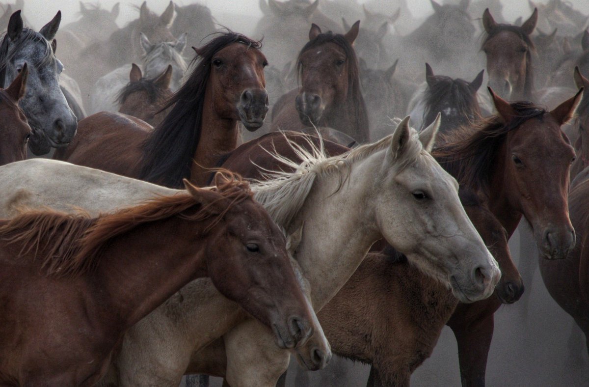 Good night #erciyesin atları #kayseri #hörmetçi #Horses #fotografia #fotografheryerde #twett #NFTcollections #NFTartist #NFTGiveaway #NFTcollections #nftphotography