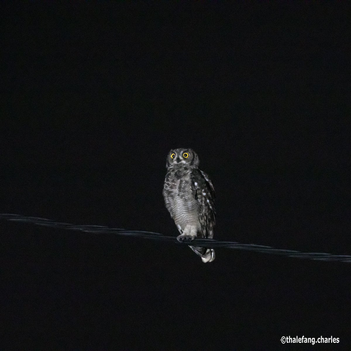 After many unsuccessful attempts I finally photographed one of the #SpottedEagleOwls that usually visit us this time of the year. With its fierce yellow eyes, large size, &amp; a booming call that sounds like a soft bark, no wonder some of my people are scared of them. #owl #morubisi