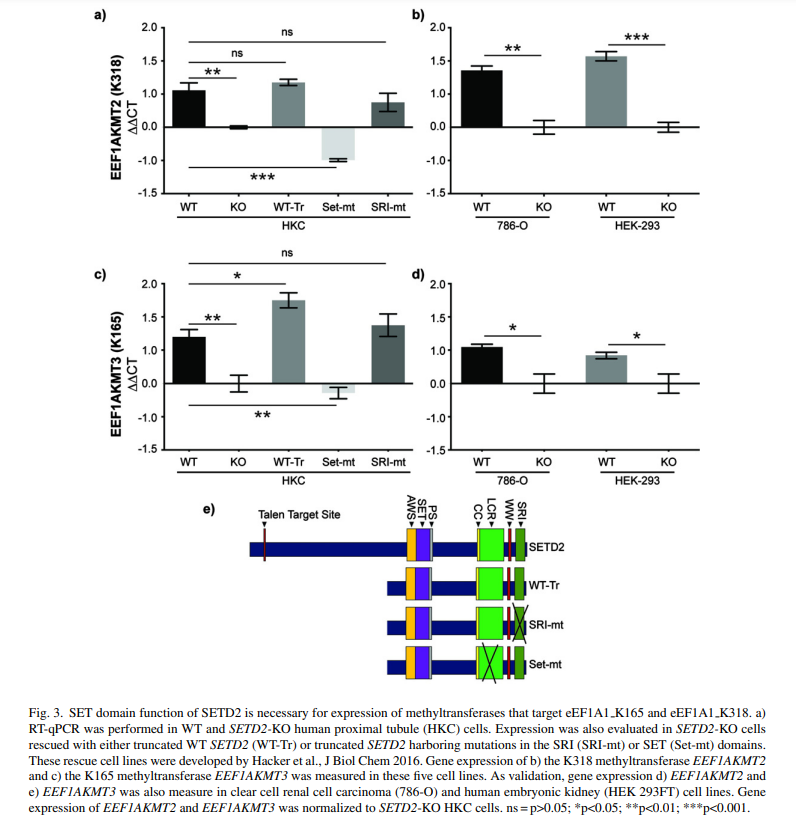 KCA_Journal's tweet photo. Just in @KCA_Journal : The SETD2 story continues to unfold in #kidneycancer. New data suggest SETD2
regulates protein translation in addition to other functions! 👉https://t.co/GdCdVuT8Z8 by @DrScottHaake @rob_hapke @KimrynRathmell @VUMCHemOnc @Oncoalert https://t.co/A8kl4yjFeW