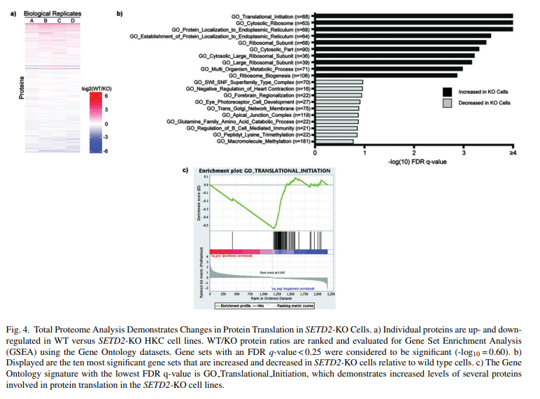 KCA_Journal's tweet photo. Just in @KCA_Journal : The SETD2 story continues to unfold in #kidneycancer. New data suggest SETD2
regulates protein translation in addition to other functions! 👉https://t.co/GdCdVuT8Z8 by @DrScottHaake @rob_hapke @KimrynRathmell @VUMCHemOnc @Oncoalert https://t.co/A8kl4yjFeW