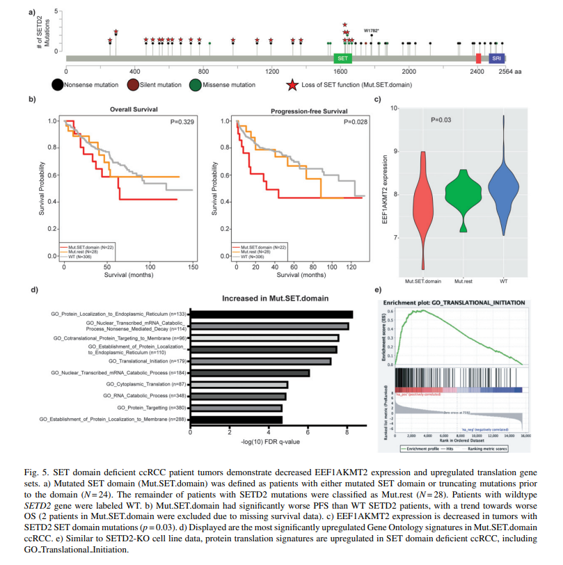 KCA_Journal's tweet photo. Just in @KCA_Journal : The SETD2 story continues to unfold in #kidneycancer. New data suggest SETD2
regulates protein translation in addition to other functions! 👉https://t.co/GdCdVuT8Z8 by @DrScottHaake @rob_hapke @KimrynRathmell @VUMCHemOnc @Oncoalert https://t.co/A8kl4yjFeW
