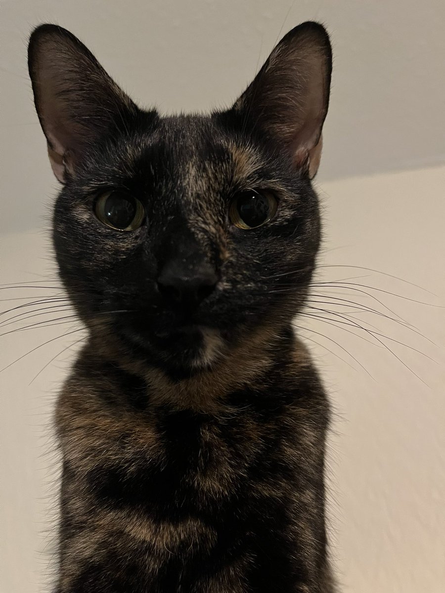 pigletmonkey1's tweet photo. Look into my eyes…🐵😵‍💫😻

#whiskerswednesday #CatsOfTwitter #tortitude https://t.co/SkwWoLOoDg