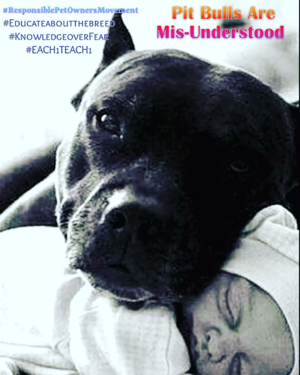 ForcelawKennel's tweet image. #Trending 
#TrendingNow 
#TrendingNews 
#Saveapitbull
#Fortheloveofpitbulls 
#Postyourpitandjointheproject
#Antipitbull_discrimination