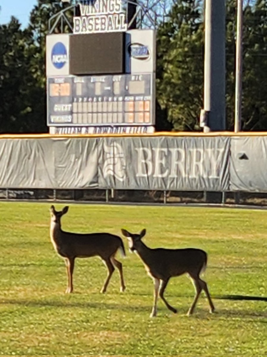 1st order of business today is to get the deer off the baseball field <a href="/BC_Baseball/">Berry College Baseball</a>. Go Vikings!