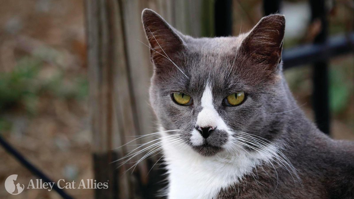 alleycatallies's tweet photo. TNR programs are the #1 way community cats get vaccines! Sometimes you'll even see them called TNVR (Trap-Neuter-Vaccinate-Return) programs to clarify how important a step vaccination is.

Here's why TNVR is the best way to protect cats: https://t.co/NWsEPjFsQd https://t.co/fH15WSsuYZ