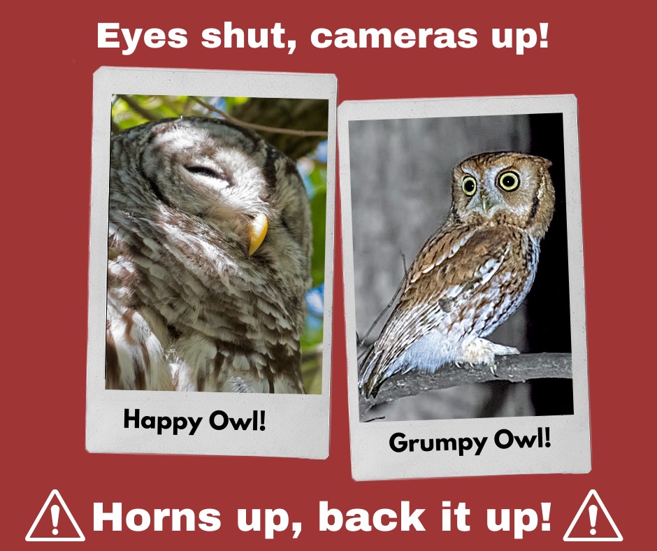 Chicago Ornithological Society tweet media