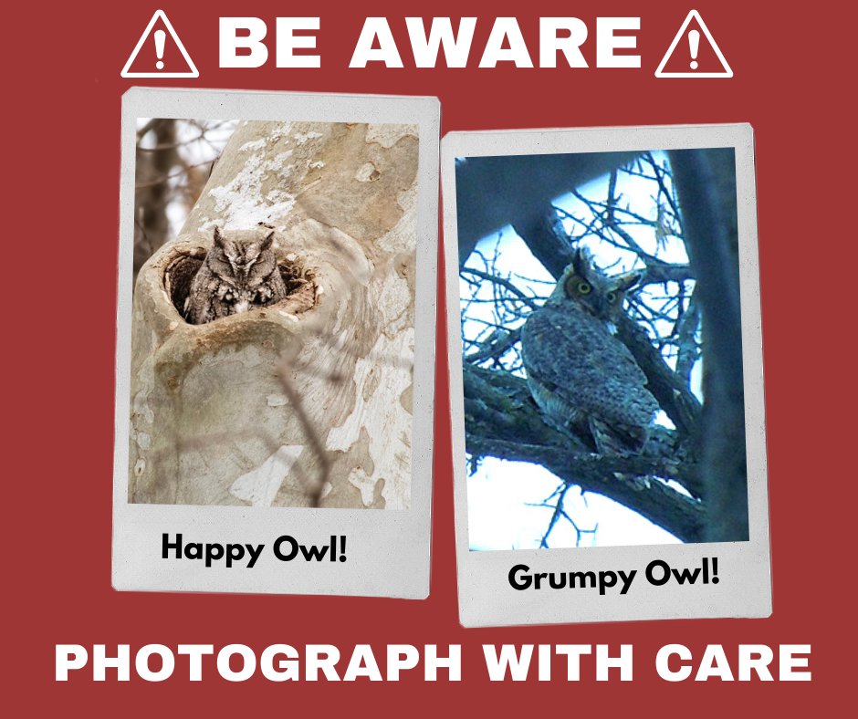 It's prime owling season and like clockwork, the hunt for these charismatic birds has ruffled some feathers. It's important to respect an owl's space when observing. 

We are often asked how close is too close.

We can't tell you (there's no simple answer) but the owls will.