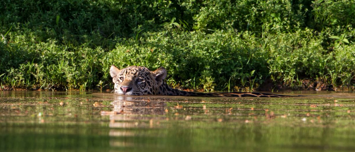 UNDP's tweet photo. Tourism is a crucial pillar for the development of countries.

In the Amazon jungle of Ecuador, the Kapawi Ecolodge is helping to build resilience in this wildlife-rich area and shape the future of sustainable tourism with our @LionsShareFund and @GEF_SGP: https://t.co/TzwpeYokZG https://t.co/KsaX1PeFJF