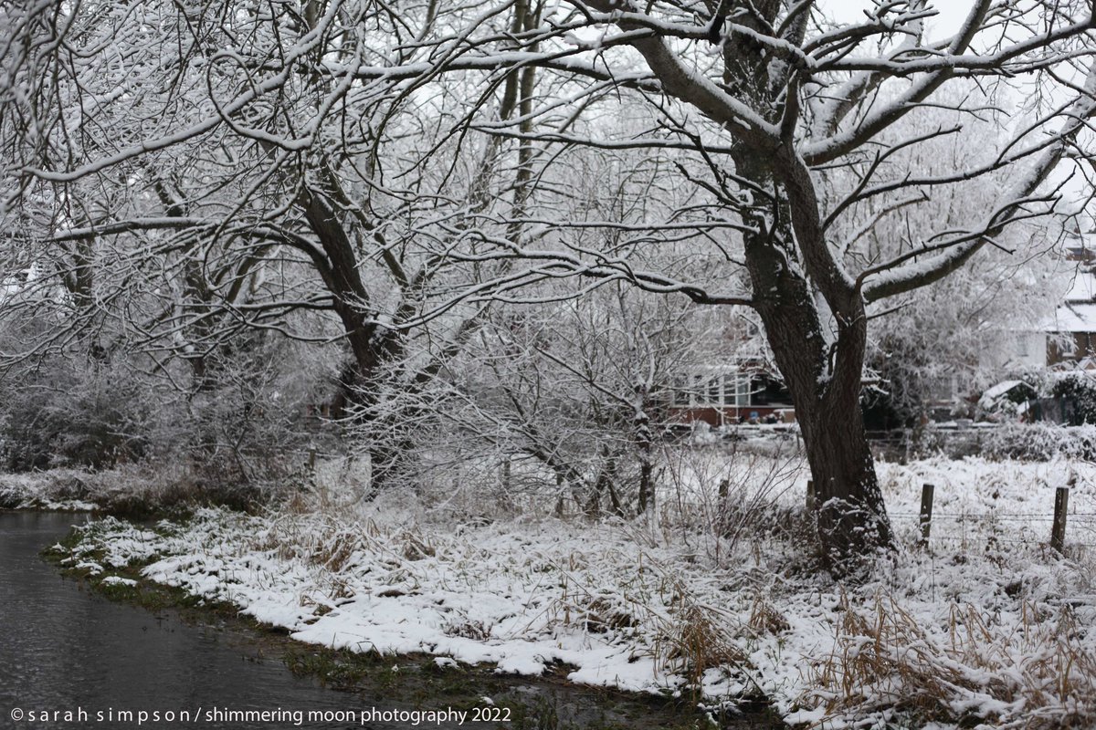 ShimmeringMoonPhoto tweet media