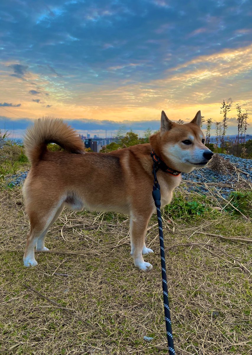 #柴犬 #犬 #愛犬 #dogs 

風が冷たくて耳がピーン！ https://t.co/02nRdBKygx