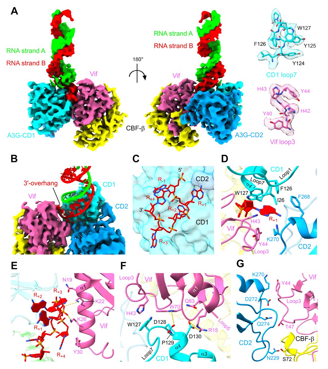 Long-lasting enigma in HIV study: how HIV antagonizes the host antiviral systems and evades the immunity?

We are addressing the question by cryo-EM structure of Vif-APOBEC3G complex, which emerged as an unusual ribonucleoprotein complex:
science.org/doi/10.1126/sc…