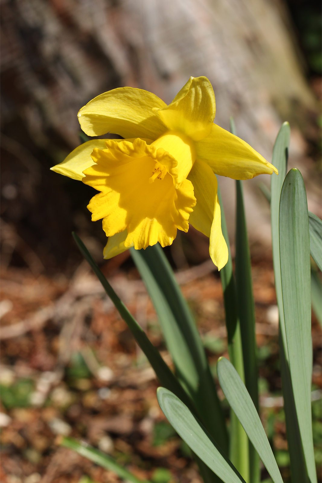 フラコレ 公式 日比谷花壇のお花の頒布会 Flower Coll Twitter