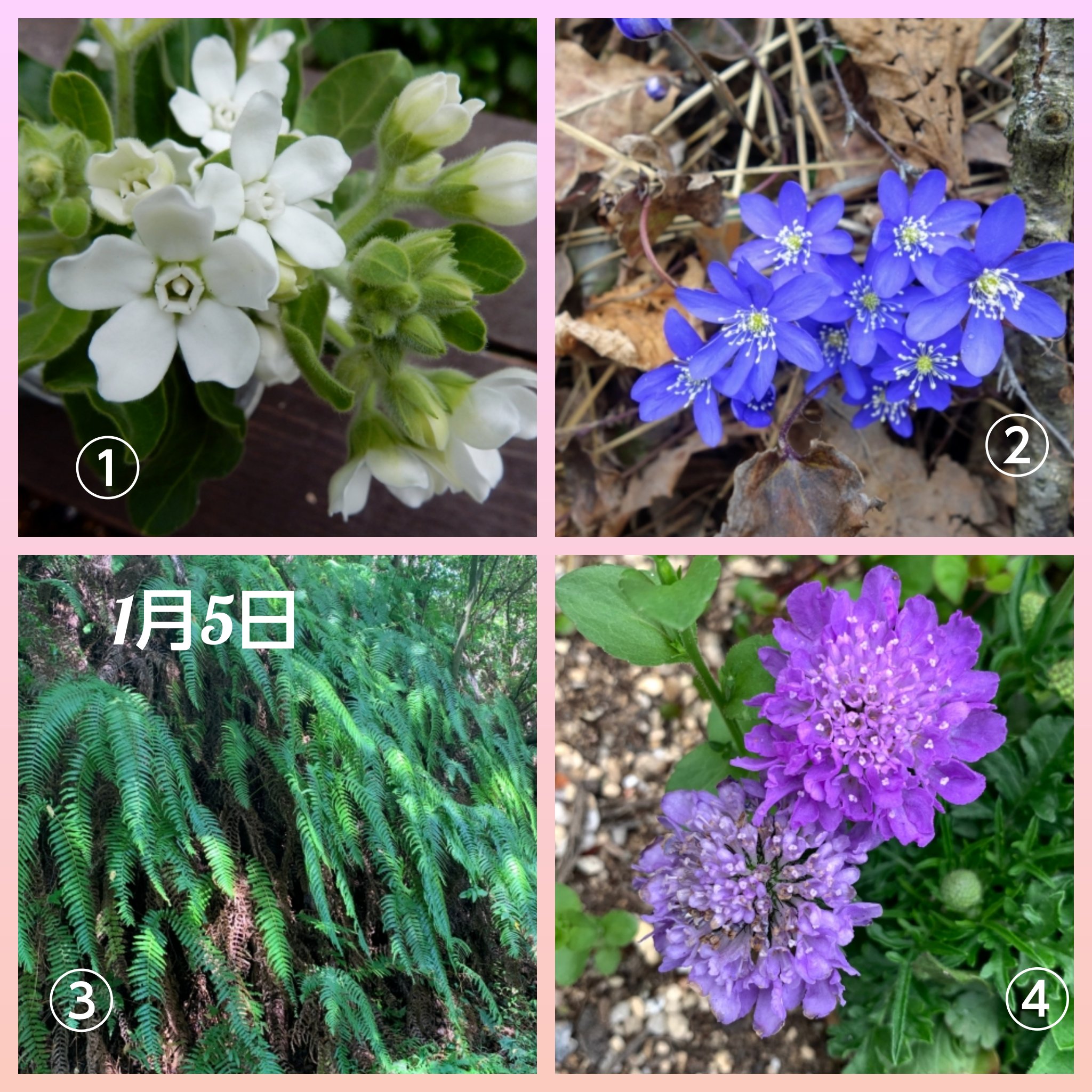 誕生花 Binciken Twitter Twitter