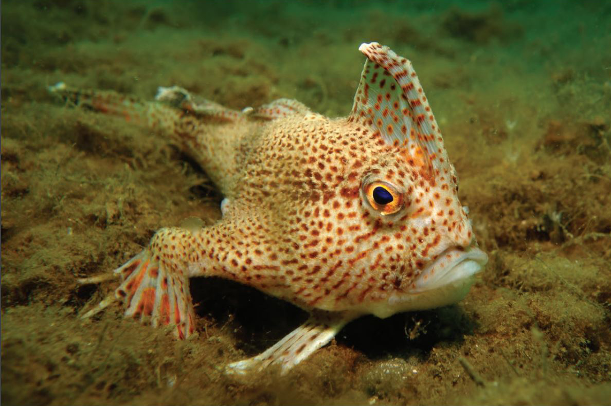 Today's fish is the Spotted Handfish (Brachionichthys hirsutus)! These cuties live only in an estuary in Tanzania and are threatened by invasive seastars, which feed on their eggs and alter spawning substrate.
📸CSIRO, Mark Green, Emma Flukes