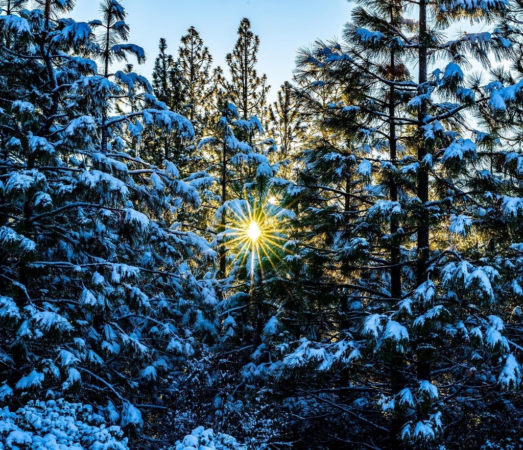 Sun peeking through the trees Pinecrest, CA [OC] 6000x4000
