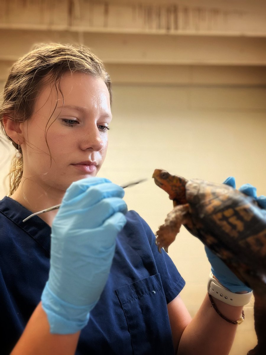 WildlifeEpiLab's tweet photo. Did someone say almost 13,000 diagnostic tests performed in 2022?! Our grad student, Maris, knows all about the diagnostics our lab offers, for she has a RA position at the UIUC Vet Diagnostic Lab where she practices many techniques, including consensus PCR &amp; qPCR. Not a bad gig! https://t.co/7bPl5HY1in