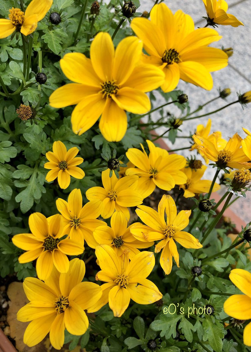 eO48544649's tweet photo. おはようございます🌤️
今週もよろしくお願いします🌼
Good morning❣️
Have a nice Thursday. 💐
#TLを花でいっぱいにしよう #花
#flower #unknownflower #キリトリセカイ #写真 #名前がわからない花 #おはよう https://t.co/mTeCgaTUFY