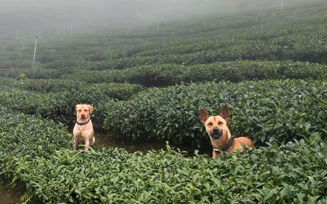 Teance's tweet photo. Ali Shan Hong Cha and Shan Lin Xi Tou Mu Hong Cha are grown within only 80 miles apart on the small Island of Taiwan. Can you taste the subtle difference? How sensitive is your palate? Find out at our monthly tasting, or try them for yourself! https://t.co/VV6yqyZmo2 https://t.co/BWCdO4ekAR