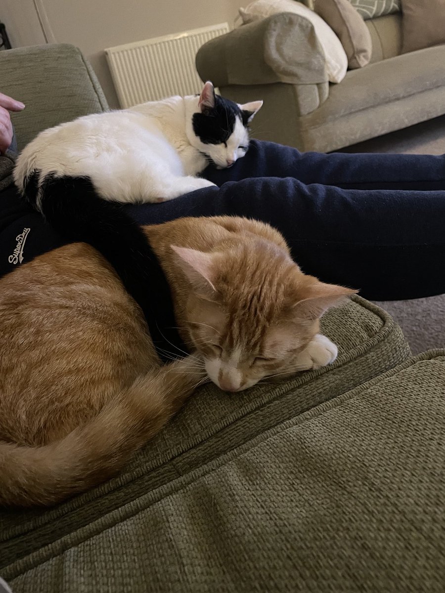 They normally don’t touch each other, but Miles doesn’t seem to mind having a tail draped over him. Or is it a snake 🐍 😂 #catsoftwitter #sleepycats #happycats