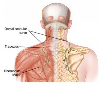 drdozellodc's tweet photo. Dorsal Scapular Nerve Entrapment
Dr Donald A Ozello DC of Championship Chiropractic
#vegas #chiropractor #chiropractic #sportsmedicine #dorsalscapularnerve #dorsalscapularnerveentrapment #rhomboids #levatorscapula https://t.co/1Ona3LmnZo https://t.co/lCNhojumVP