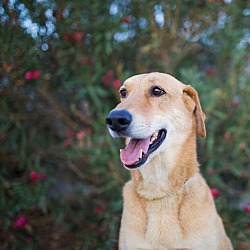 Breed

German Shepherd Dog/Greyhound

Color

Brown/Chocolate

Age

9 Years 3 Months Old, Senior

Size

(When Grown) Large 61-100 Lbs (28-45 Kg)

Weight

(Current) 75 Lbs

Sex

Female

Pet ID

–

My info

Good with kids

Not good with cats

Shots current

Spayed / Neutered