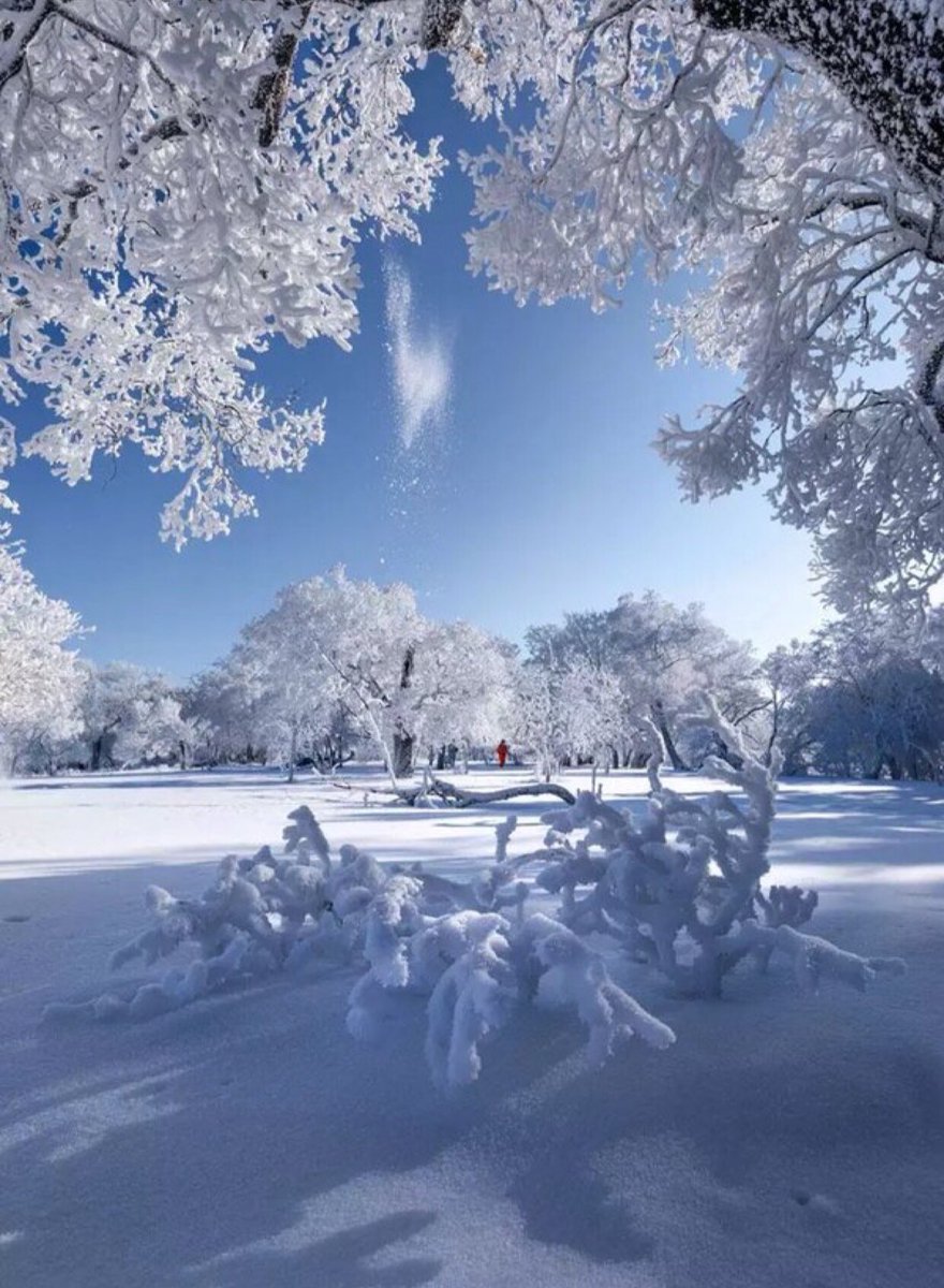 ruben_corella's tweet photo. #whiteisbeautiful #snow #snowishere #snowfall #paisaje #paisajenevado #landscape #whitemood #thursdayvibes #ThursdayMotivation #photo #nature #wood #naturelovers #naturelover #NatureBeauty https://t.co/xQ2fyXzbrL