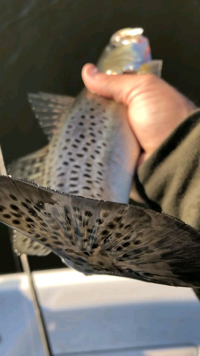 CCA_Texas's tweet image. Have you seen our latest 💻 digital issue of CURRENTS yet?

🔗 ➡ ccatexas.org/currents-decem…

📸: Capt. Dustin Seeton (p. 30)

#JoinCCA