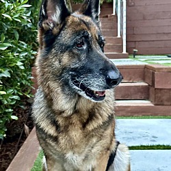 Breed

German Shepherd Dog

Color

Brown/Chocolate - With Tan

Age

8 Years Old, Senior

Size

(When Grown) Large 61-100 Lbs (28-45 Kg)

Weight

(Current) 75 Lbs

Sex

Female