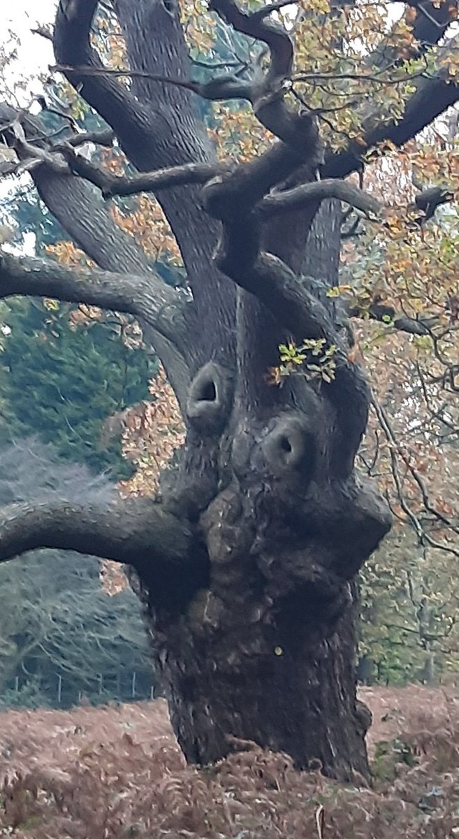 check out this Tree person I found... when I took a step to the left or right of this position, the face alignment disappeared  #LondonTrees #EnglishOak
