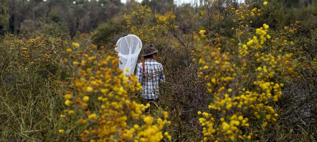 EcolSocAus's tweet photo. “Wattle I do if the bees are gone?” by Teori Shannin (shortlisted in the #OutStandingInTheField category of the 2022 ESA #PhotoCompetition)⁠
⁠
“Sneaky candid shot of Dr Kit @BeeBabette stalking Acacia flowers for native bees” ⁠
⁠
#EcologyInAction #ozplants #WildOz⁠ https://t.co/Klwta76WZs