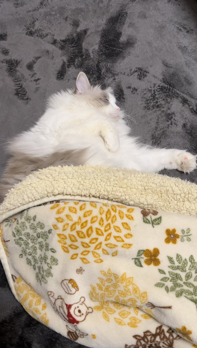 ずーっと正月気分🎍

#ねこ #猫 #猫のいる暮らし #猫好きな人と繋がりたい #猫好き #cat