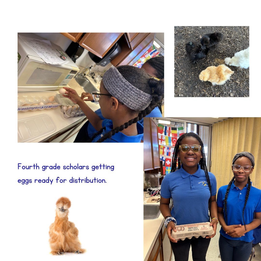 STEM_WASHINGTON's tweet photo. Our scholars are busy collecting and distributing eggs. #stemchicks #stemchicks https://t.co/iBHWXKkRQz