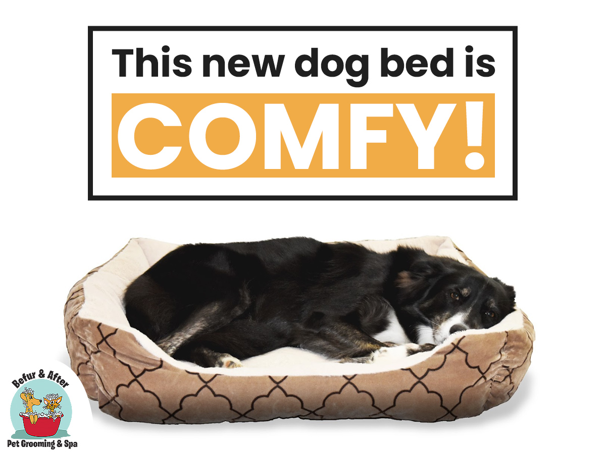 befurandafter's tweet image. Not only do dog beds lose their comfort over time, they can also get a little beat up.  Add a new dog bed to your dog's Christmas list! #BefurAndAfterGrooming #PetGrooming  #HolidayPets social.befurandaftergrooming.com/call-now-for-g…