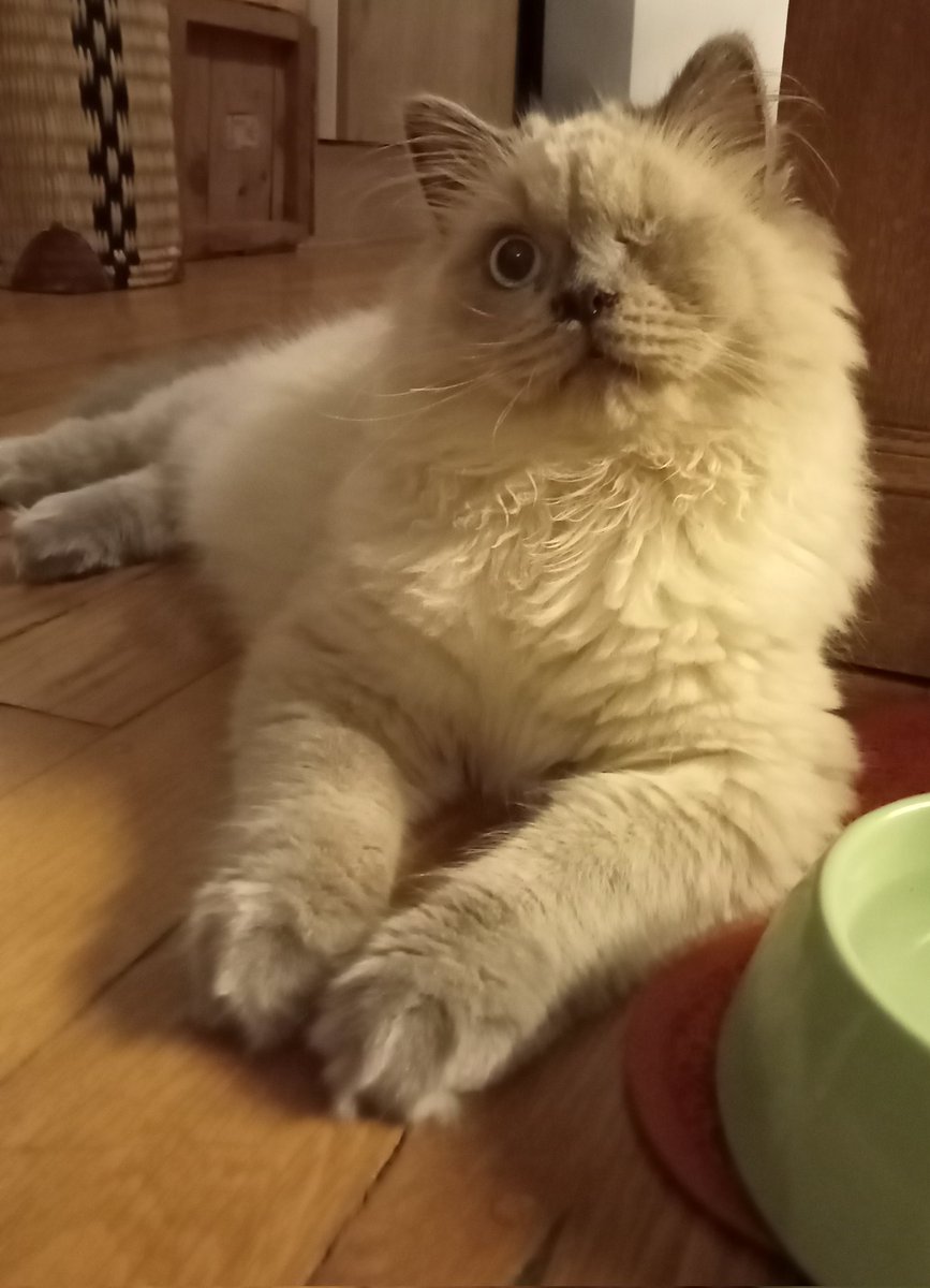 clevaltom tweet media