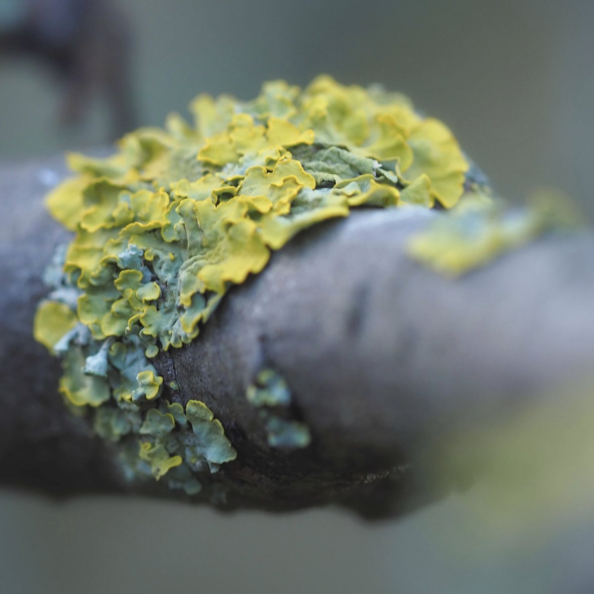 Day 11, #12DaysWild. Looking at lichen on the apple tree. #WildWebsWednesday