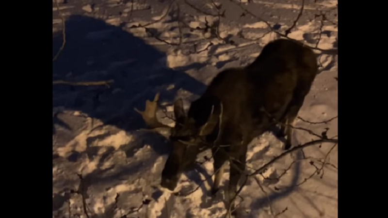 rdnewsNOW's tweet photo. Red Deer man chased up a tree in local bull moose encounter https://t.co/9fxN1SPUIx https://t.co/fJUaka5JbU