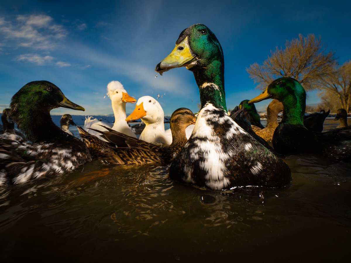 DuckFoodBot's tweet photo. serious question, have you feed us today?

(retweet to send noms https://t.co/bCx4zPeNUf) https://t.co/HmpgIjXa3L