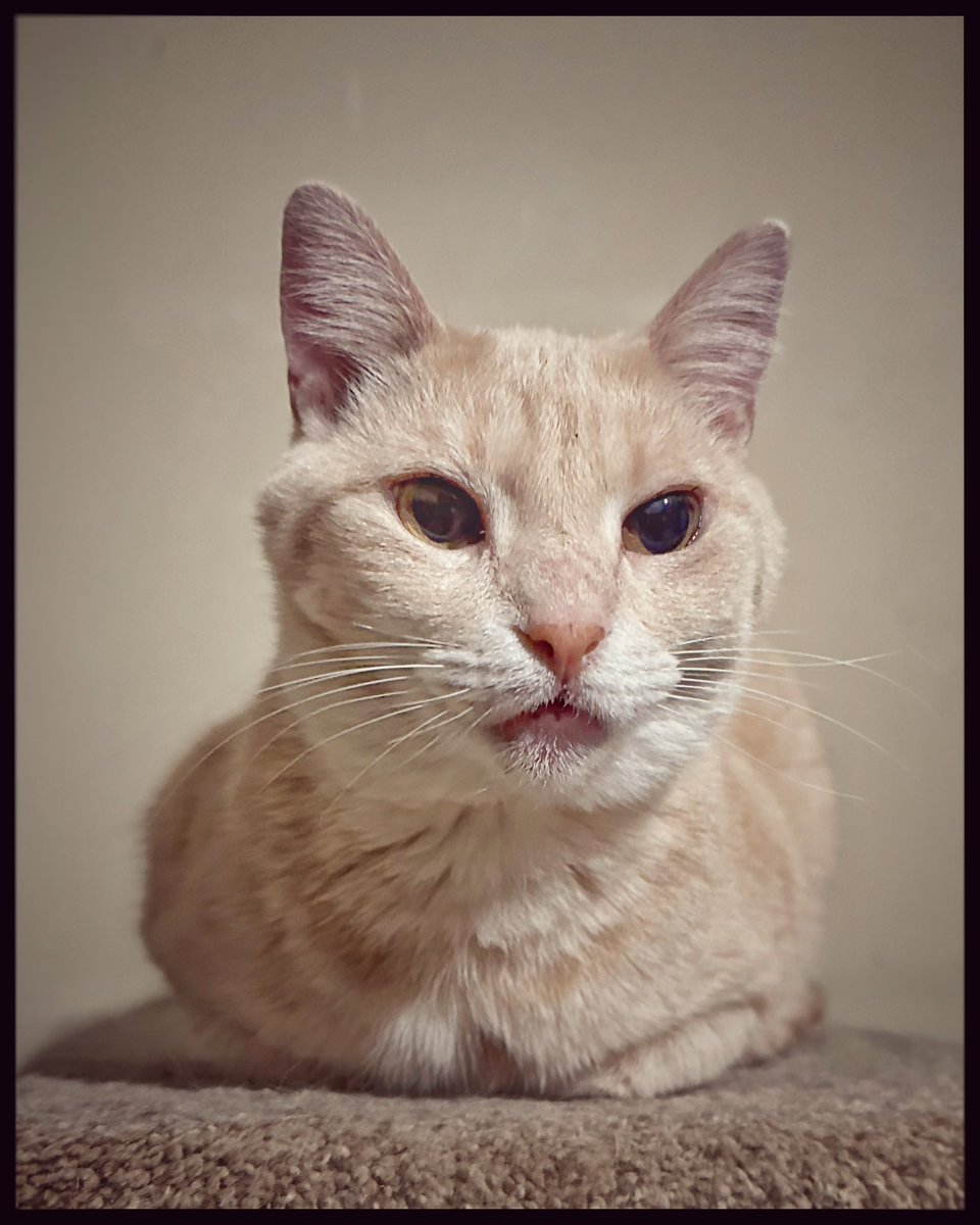 WyattMarlo's tweet image. Loafing until dinner. It’s running slow tonight. —Buffy.
#FoodTime #FirstDinner #cat #catloaf #CatsOfTwitter