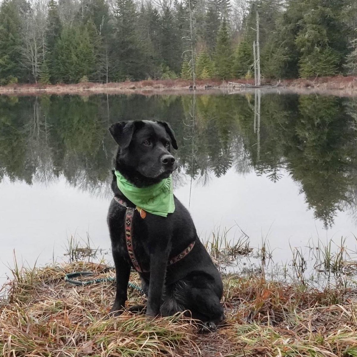 VTPaddlePups's tweet image. Early January in Vermont? Open water, canoeing (with extra safety gear), Frisbee on muddy green grass, and eagles finding open water on usually frozen lakes =mud season conditions. Bring back our snow! #vermont #vermontweather #mudseason #canoeing