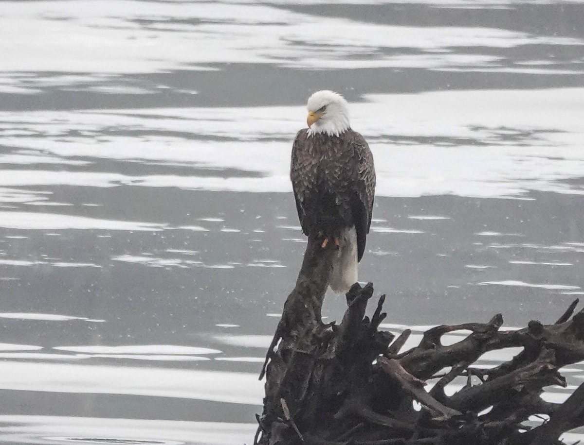 VTPaddlePups's tweet image. Early January in Vermont? Open water, canoeing (with extra safety gear), Frisbee on muddy green grass, and eagles finding open water on usually frozen lakes =mud season conditions. Bring back our snow! #vermont #vermontweather #mudseason #canoeing