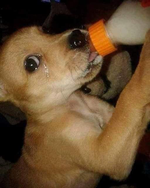 Tears of happiness after being rescued and given warm milk ❤🙂