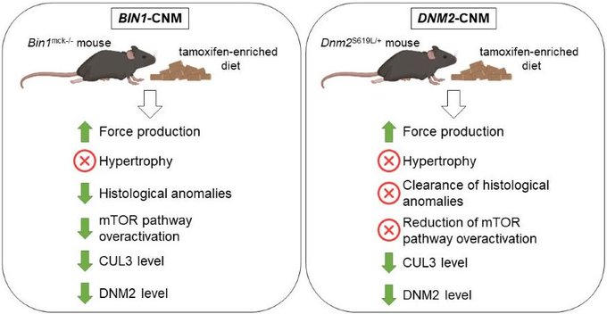 Gineste et al. show that tamoxifen improves skeletal muscle function and structure in mouse models of BIN1- and DNM2-related centronuclear myopathies, likely through a reduction in dynamin 2 levels. bit.ly/3CfAFeh