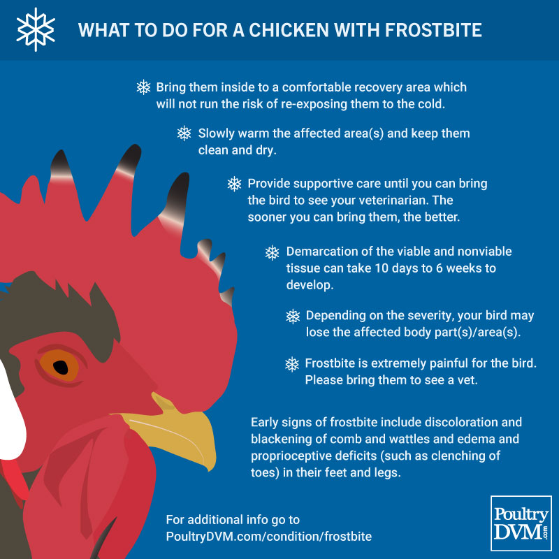 PoultryDVM's tweet image. What to do for chickens with frostbite #frostbite #chickens #petchickens