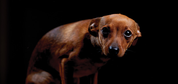 Almuoc's tweet image. What to do About a Fearful Dog: How to deal with a dog that is scared?
moderndogmagazine.com/articles/what-…
 #fearfuldog #dogbehavior #dogbehaviormodification