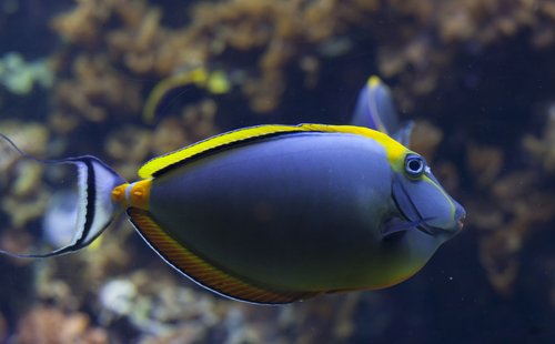 lightdotfish tweet picture