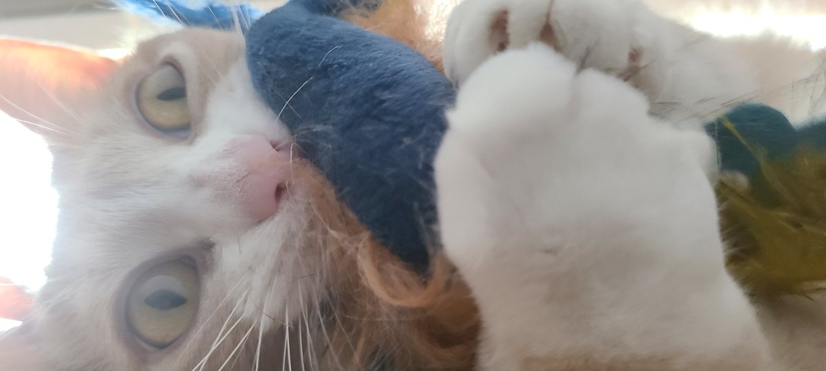 Minasbeans's tweet photo. I got the toy! https://t.co/iyqvYOLcQJ