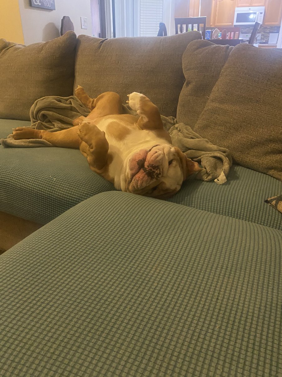 It’s normal to wrestle blankets on your 2nd birthday, right? #birthdayboy #Englishbulldog #dogsoftwitter