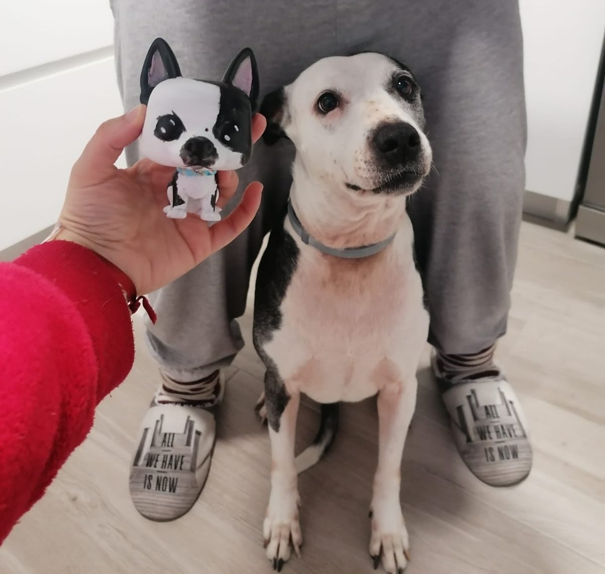 funkisscustom's tweet photo. Reinas Magas que se adelantan👑🙊💜 Qué linda Raisha, ¿verdad?🥰🐶
En breve subiremos el encarguito al completo.
¡Gracias por la foto, familia!
#funkisscustom #funkospersonalizados #pets #dog #perros #regalosespeciales #funkocustom #funkoespaña #nocompresadopta https://t.co/iHpaEw6YJY